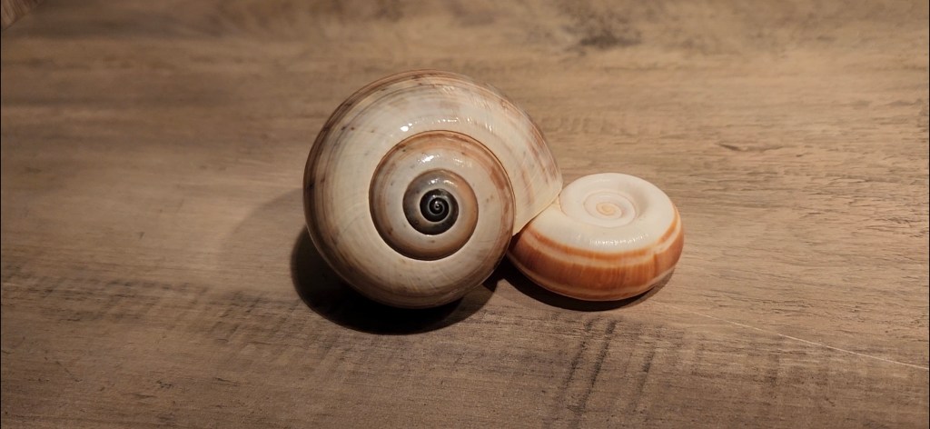 In a Nautilus&nbsp;Shell