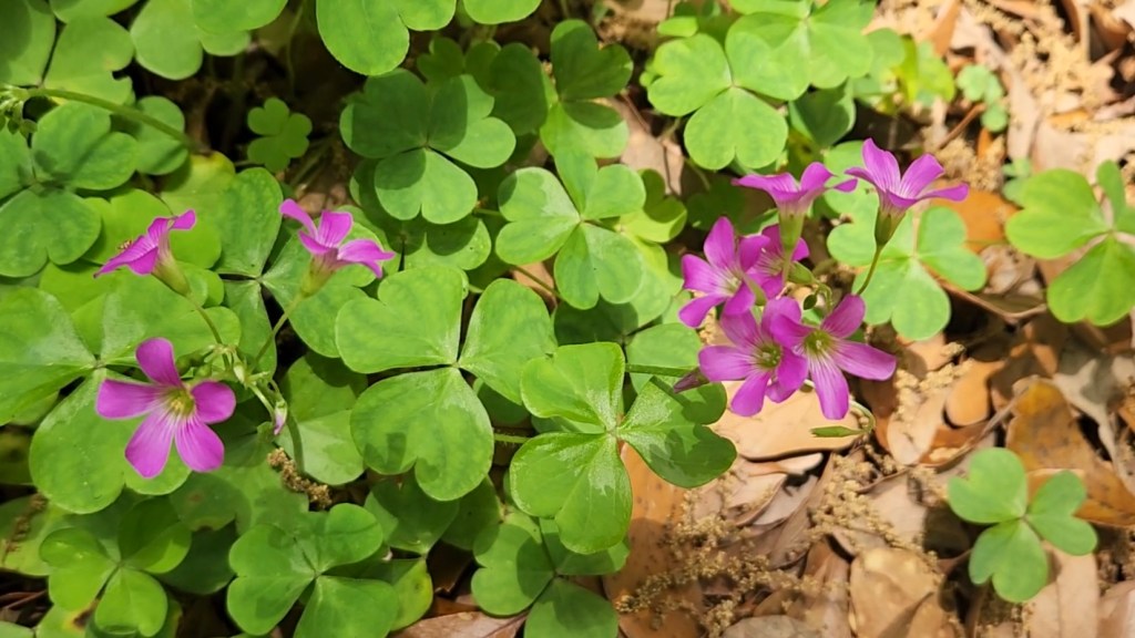 pink weeds among clovers