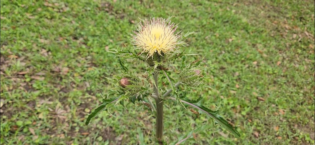 We need more&nbsp;weeds.