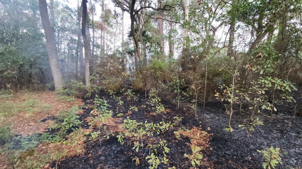 Burnt forest floor with green sprouts still growing.