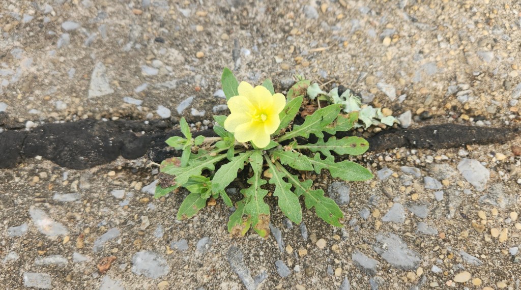 Growing Bright Spots